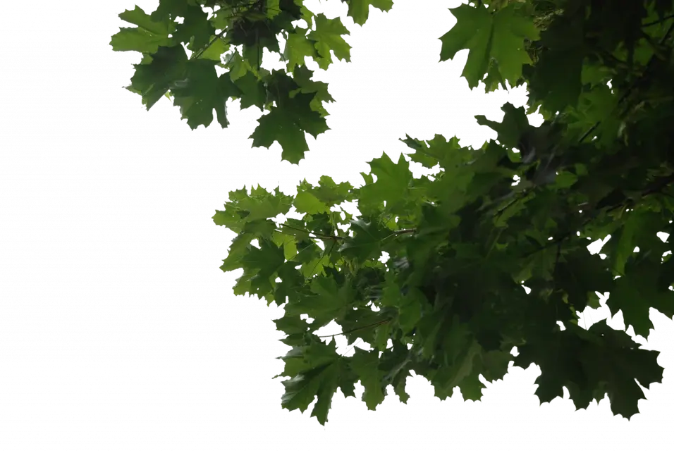 Trees0020_S.webp