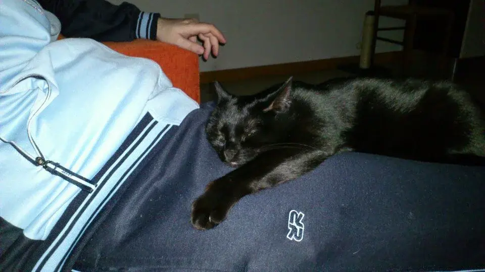 micio4.webp