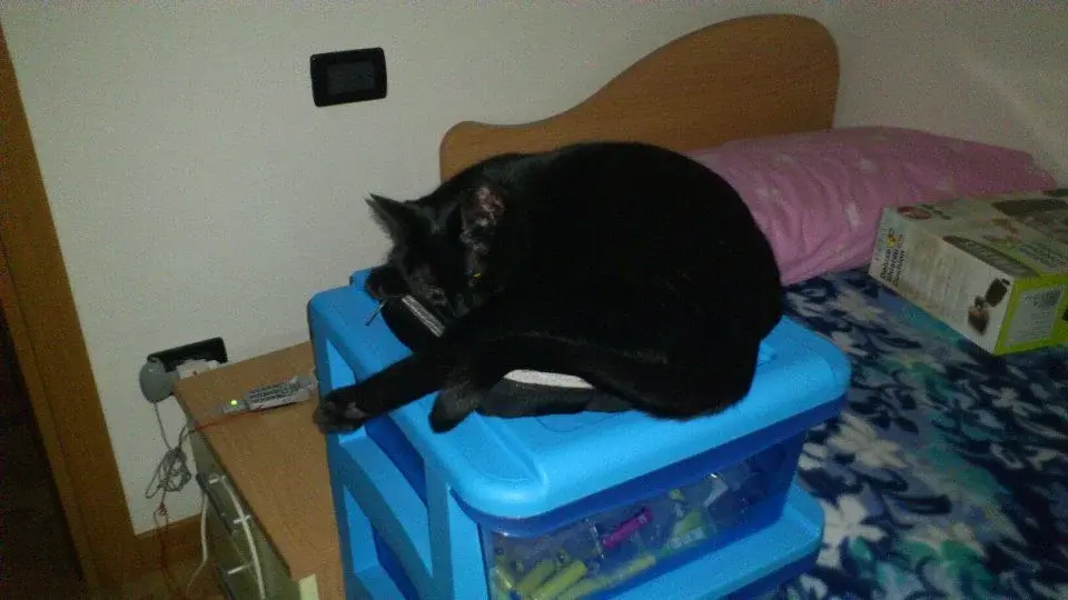 micio5.webp